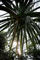 Green diversity: a look into the living world of plants