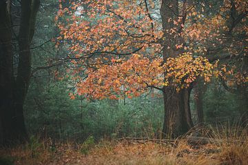 Herbst von Nancy van Verseveld