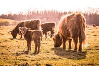 Gezin met jonge Schotse hooglanders in Brabant