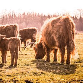 Familie mit jungen schottischen Highlanders in Brabant von Floris Oosterveld