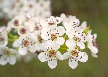 Bradford Pear Tree Blossom Cluster 0325 van Iris Holzer Richardson