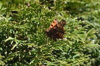 Butterfly (Chickadee Aurelia)