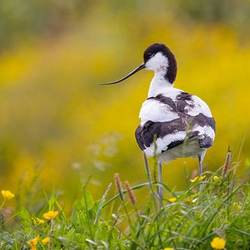 Birds | Pied Avocet among the flowers by Servan Ott