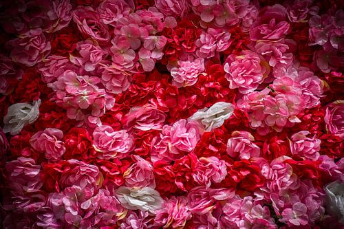 Une mer de fleurs roses et rouges