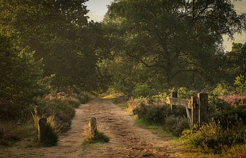 Mooi stukje heide op de Veluwe van Eefje John