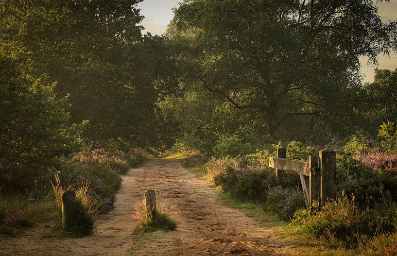 Wunderschönes Stück Heideland an der Veluwe von Eefje John