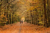 Automne 1