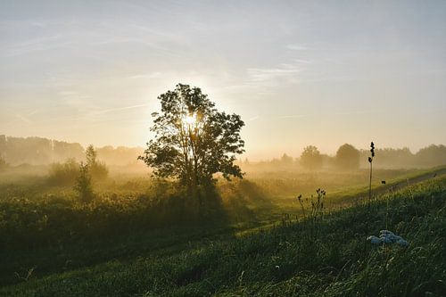 Foggy sunrise in the floodplain