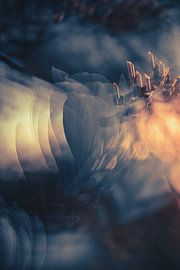 Arboretum Part 39 by Tania Perneel