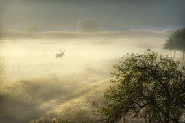 De uitdager. by Albert van Heugten