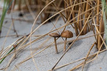 Duinpaddenstoelen (2)