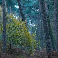 Kleur in het bos