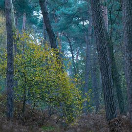 Colour in the forest by Geert Brosens