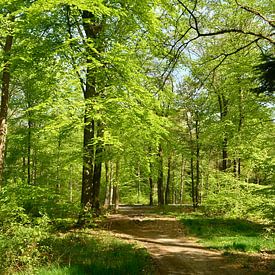 Lumière du soleil sur des hêtres dans la forêt. sur Corinne Welp