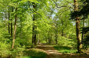 Sunlight on beech trees in the forest. by Corinne Welp