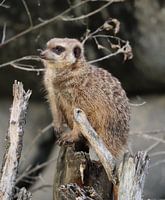 suricate à l'affût