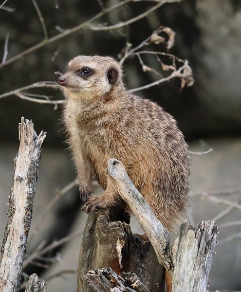 suricate à l&#039;affût par Joke te Grotenhuis