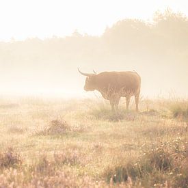 Schottischer Highlander auf der Terlet-Heide von Nicky Kapel