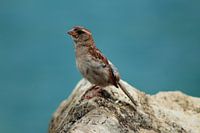 Sparrow on a rock