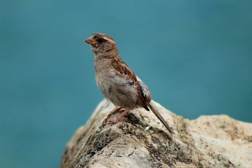 Sparrow on a rock