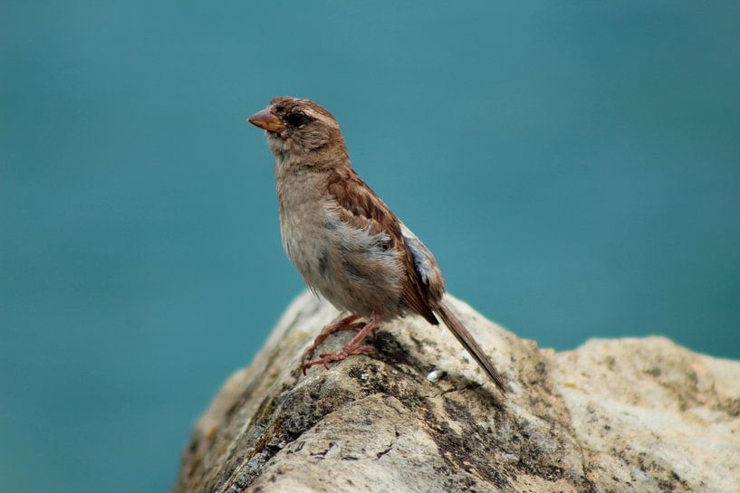 Sparrow on a rock by Willemien Reddingius