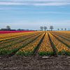 Découvrez l'explosion de couleurs : les tulipes dans les champs de bulbes néerlandais sur Robin Jongerden