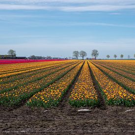 Entdecken Sie die Farbexplosion: Tulpen in niederländischen Blumenzwiebelfeldern von Robin Jongerden