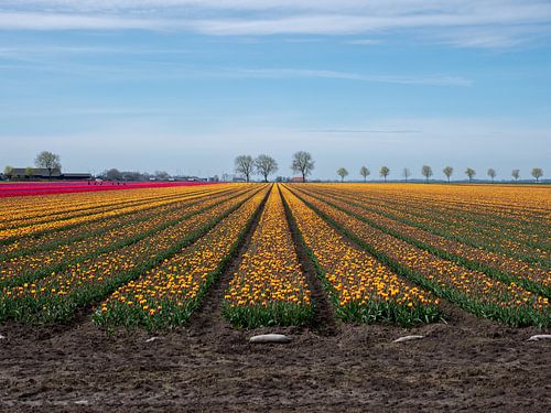 Découvrez l'explosion de couleurs : les tulipes dans les champs de bulbes néerlandais