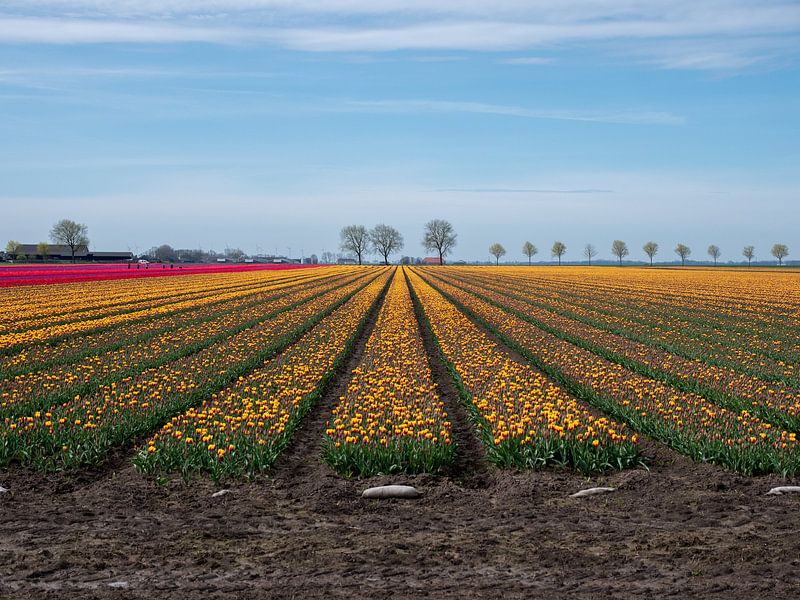 Discover the Colour Explosion: Tulips in Dutch Bulb Fields by Robin Jongerden