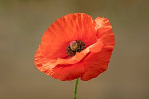 Coquelicot, coquelicot sur Tanja van Beuningen