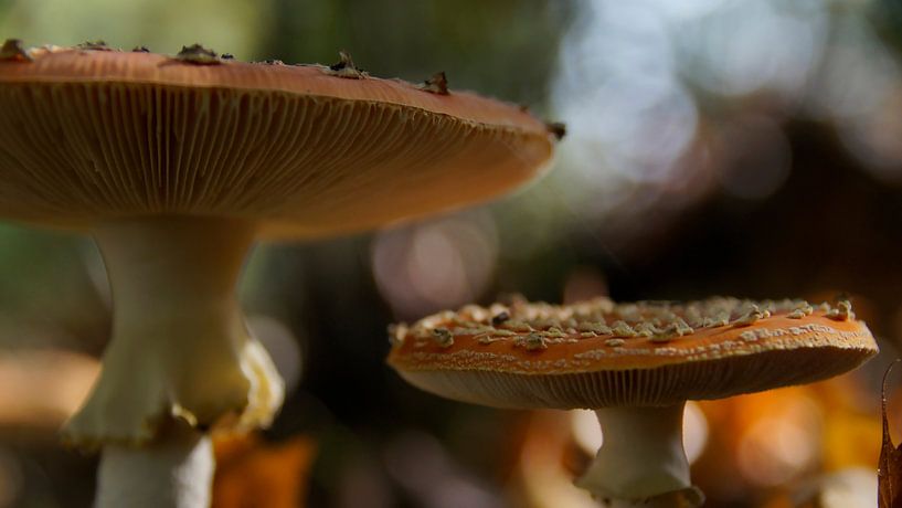 Agaric à deux mouches par Masselink Portfolio