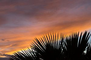 Palmenblätter und weiche Wolken bei Sonnenuntergang