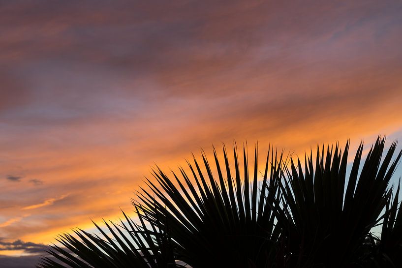 Palmenblätter und weiche Wolken bei Sonnenuntergang von Montepuro