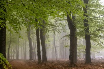 Nebel durch die Bäume. von Janny Beimers