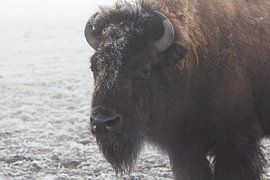 Bison d'Amérique dans la brume sur Léon van Valkenburg