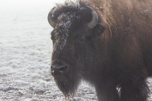 Amerikanischer Bison im Nebel
