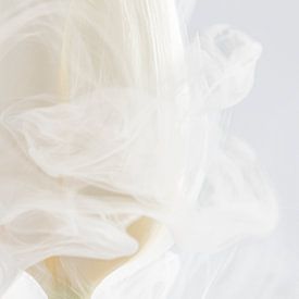 Fleeting embrace: The white tulip by Marjolijn van den Berg