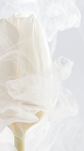 Fleeting embrace: The white tulip by Marjolijn van den Berg