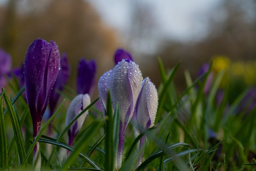 Champ de crocus par Daansphotographyshop
