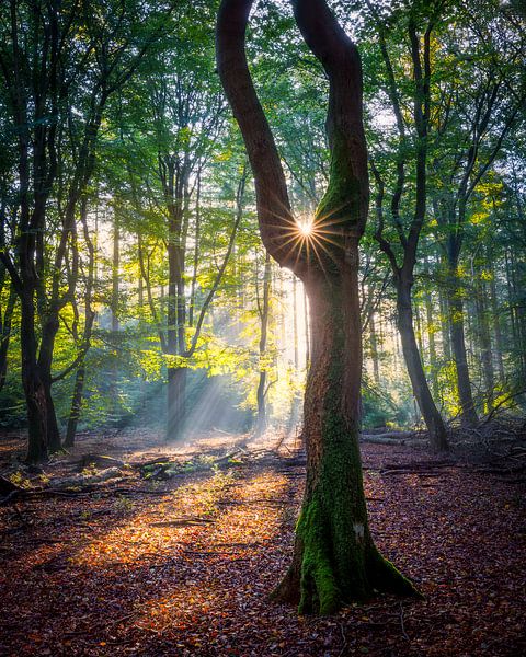 Licht in herfstbos van Thijs Friederich