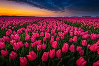 Goede morgen kleurrijk tulpenveld van Jenco van Zalk thumbnail