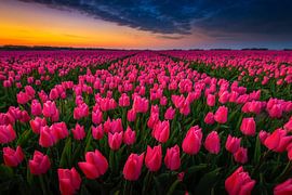 Goede morgen kleurrijk tulpenveld by Jenco van Zalk