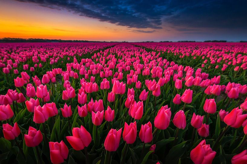 Goede morgen kleurrijk tulpenveld van Jenco van Zalk