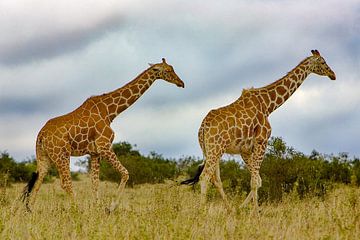 Reticulated giraffen van Peter Michel