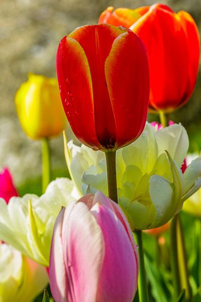 Spring tickle 3 by René Roos