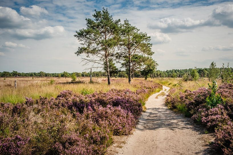Kalmthoutse Heide by Bruno Hermans