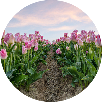 Roze tulpen in het veld van Michael Valjak