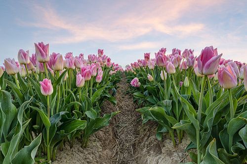Pink tulips in the field