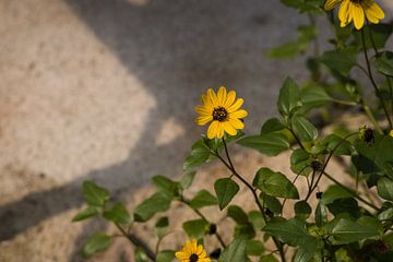 Gele bloem, Engeland van Veerle Sondagh
