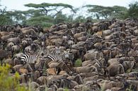 Zebra's tussen gnoes in Ndutu, Tanzania van Anja Brouwer Fotografie thumbnail
